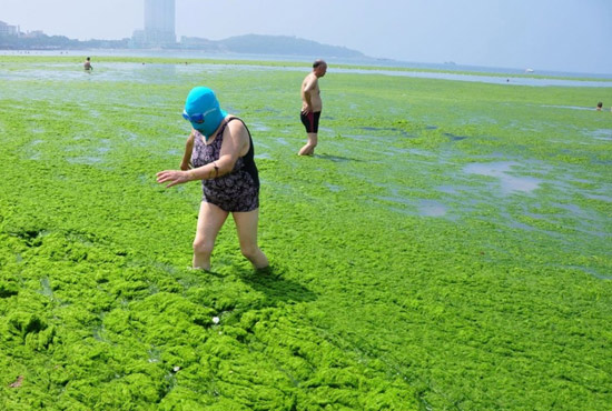 2013年7月3日，山東青島青島高溫來(lái)襲，“青島大媽”不懼滸苔，戴著“強(qiáng)盜面具”出現(xiàn)在海水浴場(chǎng)消暑降