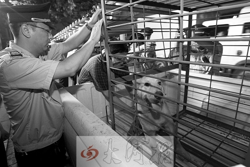 相關(guān)部門將加強(qiáng)管理，今年12月起烈性犬一律沒(méi)收。 （資料圖）