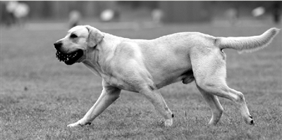 養(yǎng)犬限高35厘米一旦實(shí)施，拉布拉多、金毛等大型犬將被禁養(yǎng)。