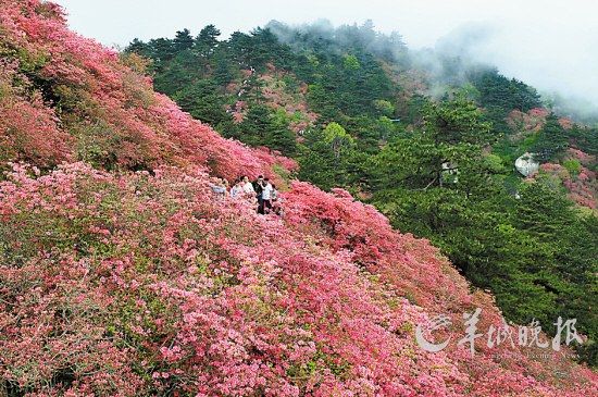 　　湖北麻城龜峰山10萬(wàn)畝連片野生杜鵑。