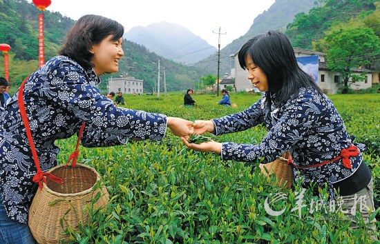 　　名茶六安瓜片原產(chǎn)地,游客身穿采茶女服裝在茶園體驗(yàn)采摘新茶的樂(lè)趣。