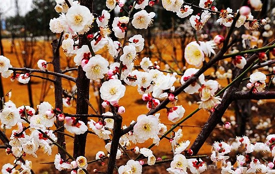 春季踏青賞花綠博園 罕見綠梅惹人愛(ài)
