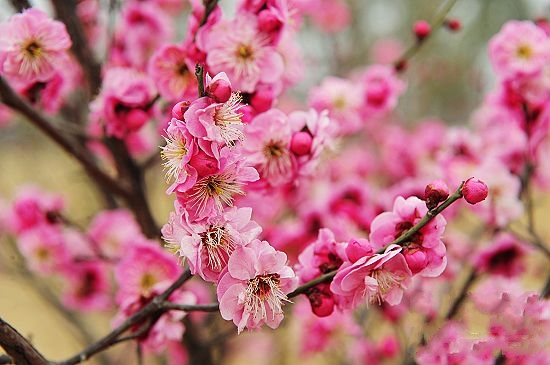 春季踏青賞花綠博園 罕見綠梅惹人愛(ài)