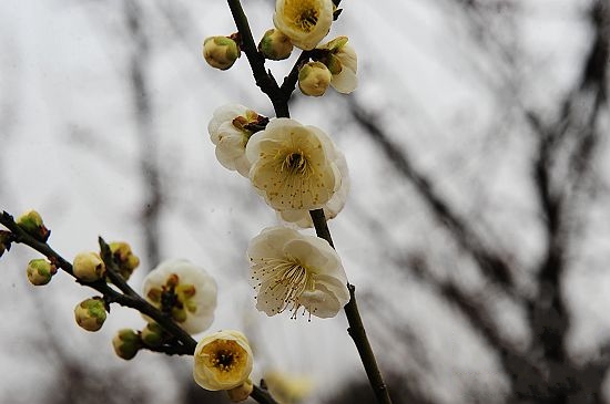 春季踏青賞花綠博園 罕見綠梅惹人愛(ài)