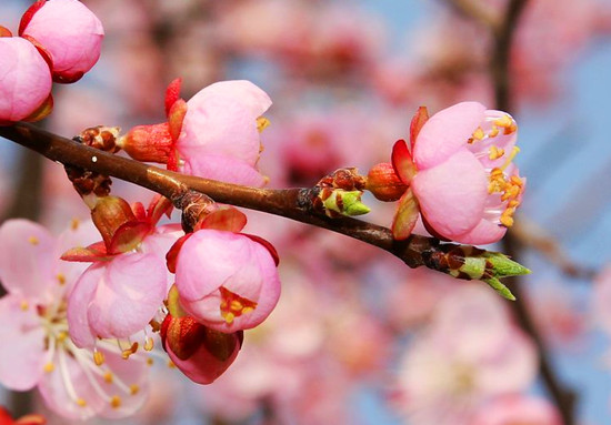 春來(lái)喜洋洋 賞花許昌城 春來(lái)喜洋洋 賞花許昌城