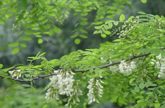 賞鄉(xiāng)村田園風光 品舌尖一抹槐花香