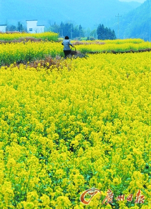 　　江嶺的油菜花已經(jīng)盛開。