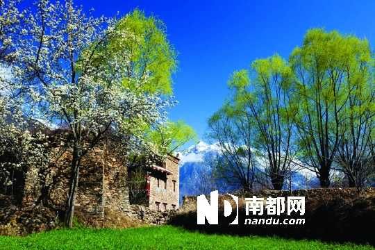 　　三月里,川西北的梨花盛放,寨子、碉樓、梨花……構(gòu)成最美的丹巴風(fēng)光。