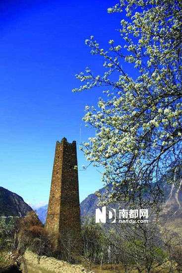　　丹巴的碉樓與梨花互相輝映。