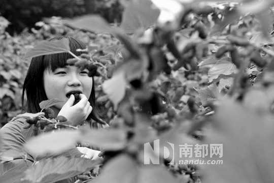 　　　　寶桑園桑葚已成熟,“五一”假期前都是吃桑葚的季節(jié)。南都記者 李向新 攝