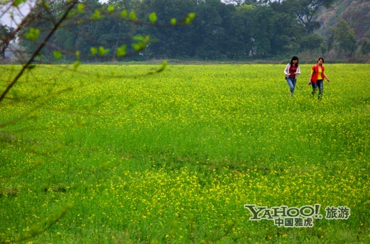 　　英德國家森林公園是廣東唯一的油菜花主題旅游景區(qū)。(圖片來源:CFP)