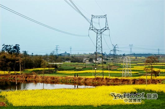 　　三月是川西平原油菜花盛開的季節(jié)。(圖片來源:CFP)