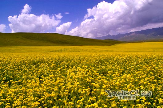 　　青海門源的油菜花景色甚為壯觀,十足的西部風(fēng)味。(圖片來源:CFP)