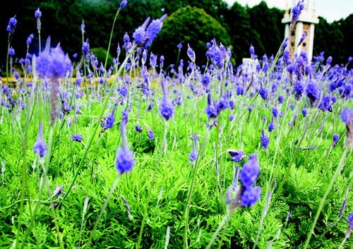 　　日月潭九族文化村內(nèi)水沙連歐洲花園園區(qū)內(nèi)數(shù)十萬株熏衣草,已開得美不勝收,令游客陶醉。
