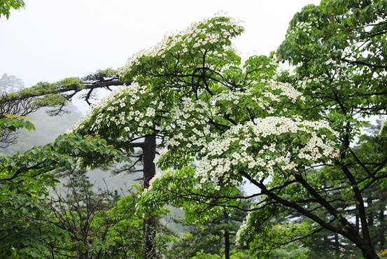 四照花開滿樹,賞花正當(dāng)時(shí) 四照花開滿樹,賞花正當(dāng)時(shí)