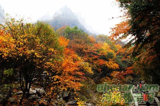 深秋去堯山賞紅葉、泡溫泉、拜大佛