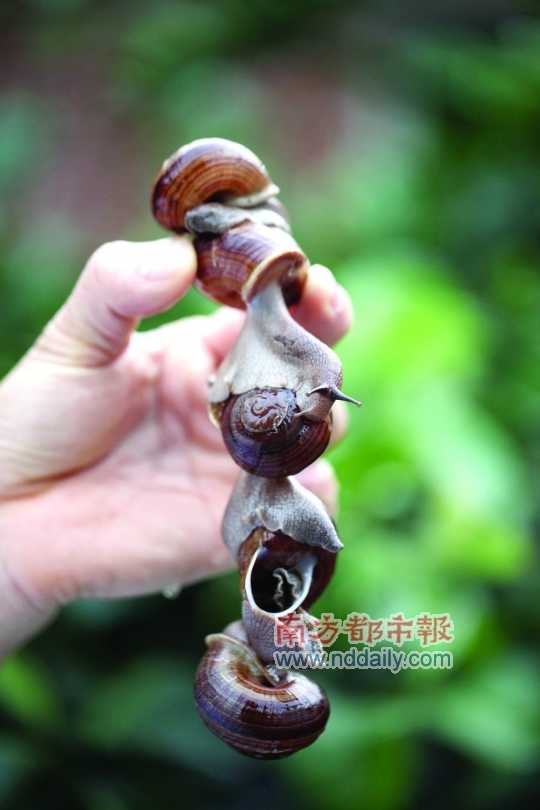廣西的野生蝸牛追求原汁原味，做法也非常精簡。