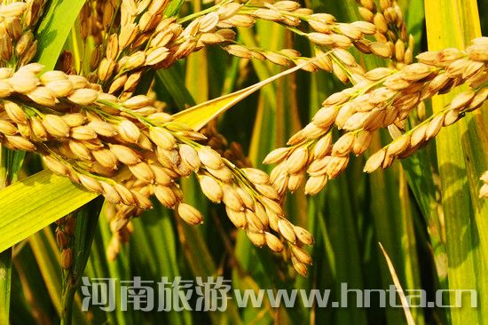 【新鄉(xiāng)特產】原陽大米