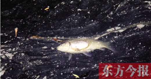 五月九日，鄭州帝湖，漂在黑色的湖面上的死魚(yú)