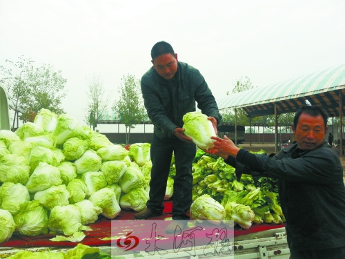 白菜進入大量上市期,但價格卻不便宜。
