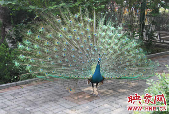 游客們來到動(dòng)物園可以近距離觀賞孔雀開屏。