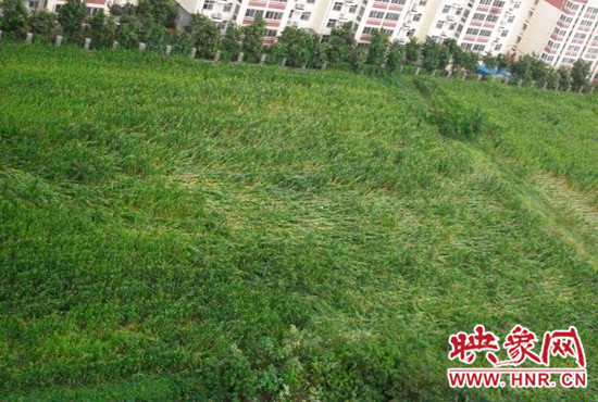 據(jù)映象網(wǎng)網(wǎng)友趙冠召反映，8月7日下午鄭州高新技術(shù)開發(fā)區(qū)突降暴雨冰雹，致使附近農(nóng)田近三分之一玉米倒伏