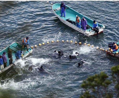 圖為當?shù)貪O民正在把海豚趕入屠殺圈內(nèi)。