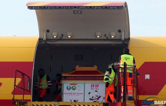 大熊貓“好好”抵達布魯薩爾國際機場。記者 付敬 攝