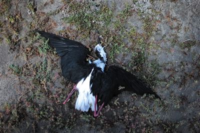 死去的鳥兒達到200多只，還有鳥兒在湖邊淤泥中掙扎著。