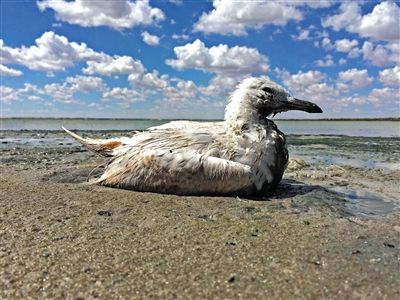 死去的鳥兒達到200多只，還有鳥兒在湖邊淤泥中掙扎著。