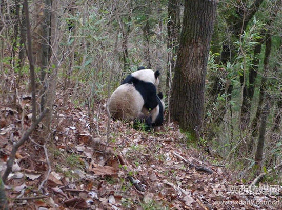 陜西佛坪自然保護(hù)區(qū)拍到大熊貓野外交配珍貴畫(huà)面