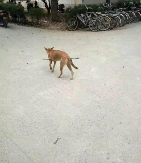華科大校園內，一條流浪狗腹部被箭射穿，地上留著斑斑血跡。