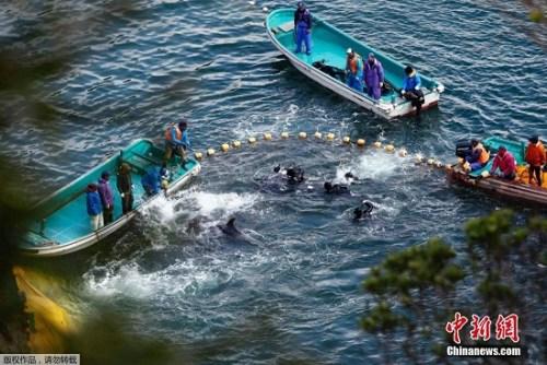當地時間2014年1月21日，日本太地“海豚灣”，日本漁民圍捕入網的海豚。 據報道，在一年一度的海豚圍捕活動中，已有數百海豚被獵殺。