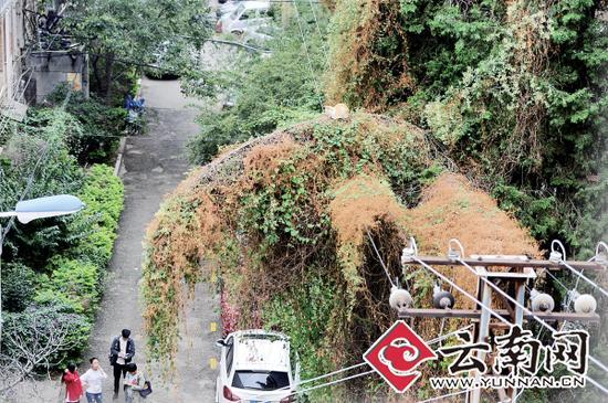 小貓蹲在一根纏滿了藤蔓的樹枝上。