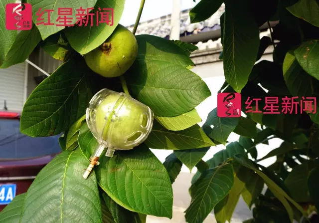 文玩核桃遇冷由幾萬一對降到5元沒人要？商戶否認(rèn)
