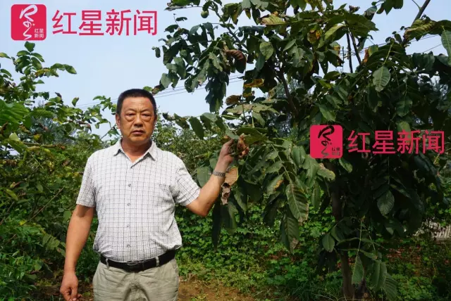 文玩核桃遇冷由幾萬一對降到5元沒人要？商戶否認(rèn)
