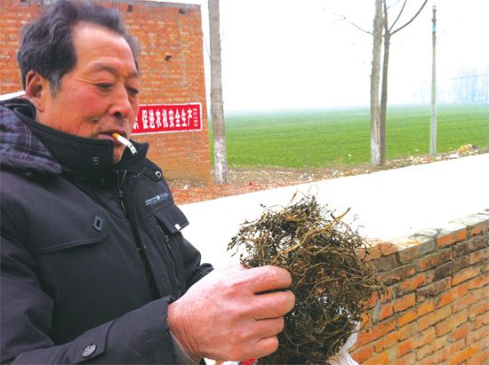 邢瑞亭向記者展示晾曬后的水芹菜，如今這種野菜也成為農(nóng)民餐桌上的香餑餑