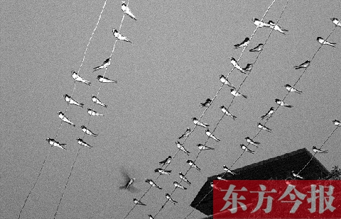 濟(jì)源市克井鎮(zhèn)苗莊村一戶農(nóng)家的晾衣繩上，上百只燕子來(lái)做客