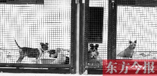 被主人遺棄的小狗暫時寄居在鄭州市犬只收容中心內(nèi)，如果沒有人來認領(lǐng)，他們將被處以安樂死