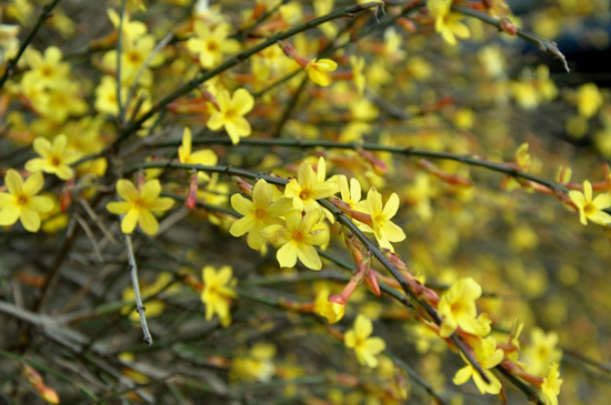 花都鄢陵：陽春三月 賞花正當(dāng)時(shí)