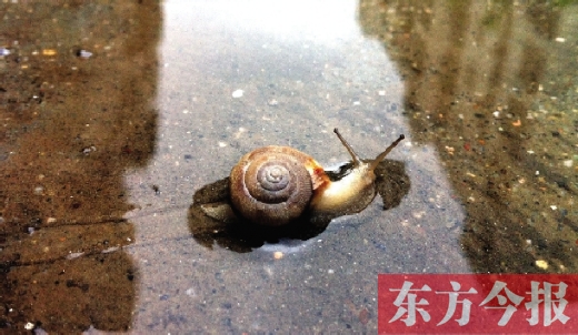 堵車俺不怕，就怕發(fā)大水，這不，一大早蹚水過街，現(xiàn)在已經(jīng)是下午了，俺還在馬路中間呢