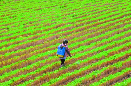 6月28日，內(nèi)黃縣東莊鎮(zhèn)馬固村農(nóng)民在花生地里噴施農(nóng)藥。