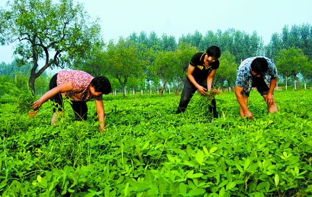 7月16日，內(nèi)黃縣后河鎮(zhèn)余莊村村民在花生地里除草。