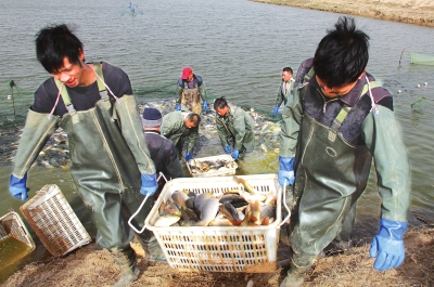 3月18日，漁民在溫縣黃河鯉魚生態(tài)養(yǎng)殖基地捕魚，近日，溫縣3000畝黃河鯉魚生態(tài)養(yǎng)殖基地的頭茬魚開始