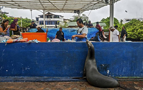 海獅變魚(yú)攤?？?排隊(duì)“購(gòu)買(mǎi)”金槍魚(yú)