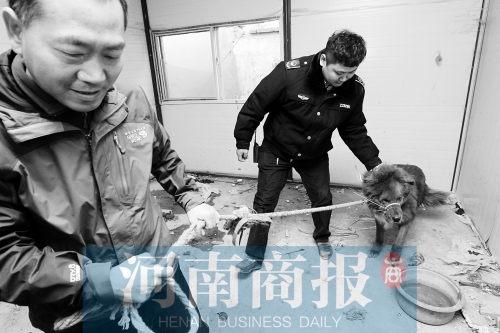 麻藥起作用后，這只藏獒被執(zhí)法人員控制