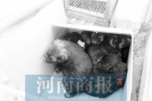 一家只能養(yǎng)一只狗，多余的被暫扣
