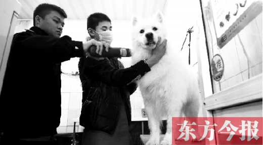 昨天，鄭州城管首次進(jìn)寵物店清查無證犬只