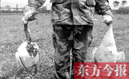 濟源一山間農(nóng)場遭襲，死傷200多只大鵝
