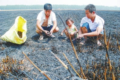 　村民為挽回一點損失，只得撿拾一些燒焦的麥穗。